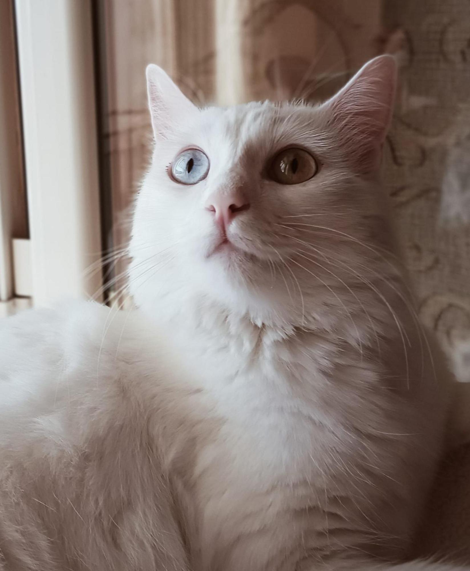 The White Cat Villa Napoli Dış mekan fotoğraf